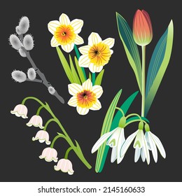 Various spring flowers blooming tulips, daffodils, snowdrops and lilies of the valley