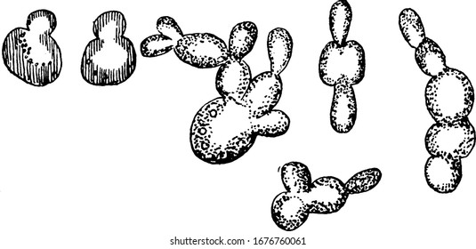 Various stages of cell multiplication by budding of Saccharomyces cerevisiae, a species of yeast used in winemaking, baking, and brewing world-wide, vintage line drawing or engraving illustration.