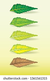 Diversas etapas de la hoja de neem en la ilustración vectorial