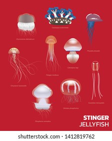 Various Stinger Jellyfish Set Vector