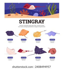 Various stingray infographics with underwater life scene header banner. Manta ray flat fishes with names poster. Hand drawn vector illustration design.