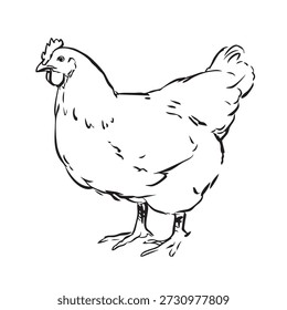 various style chicken illustration set