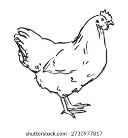 various style chicken illustration set