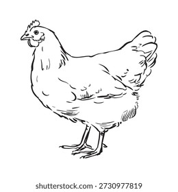 various style chicken illustration set