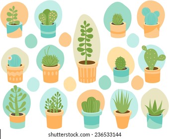 Various succulent flower mix in decorative planters