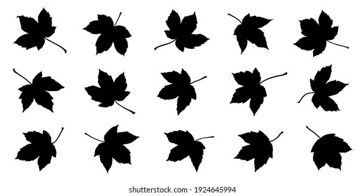 various sycamore leaf silhouettes on the white background