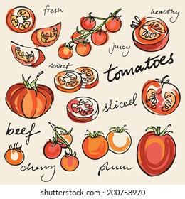 Various tomatoes vector illustration