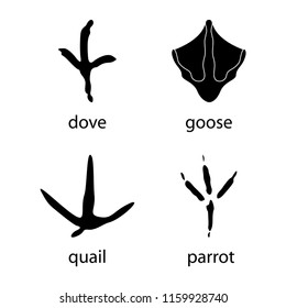 Various traces of poultry. Goose, dove, parrot, quail vector design