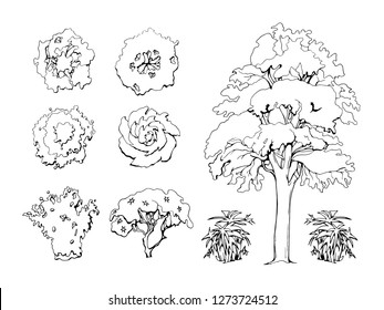 Various trees, bushes and shrubs, top view for landscape design plan. Set of vector illustrations, isolated black on white background.