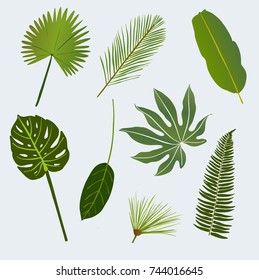 various tropic leaves