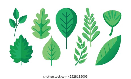 Various type of green leaf beauty of nature elements flat vector illustration on white background