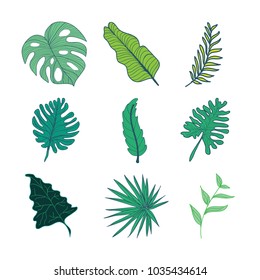 Various Type of Tropical Leaves Hand Drawn Illustration Asset Set