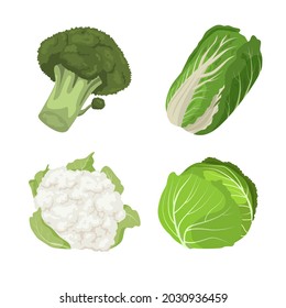 Various types of cabbage carton illustration set. Organic broccoli, cauliflower and Chinese cabbage isolated on white background. Healthy food, vegetables concept