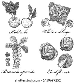 Various types of cabbage. Cabbage plants. Kohlrabi, brussels sprouts, white cabbage, cauliflower