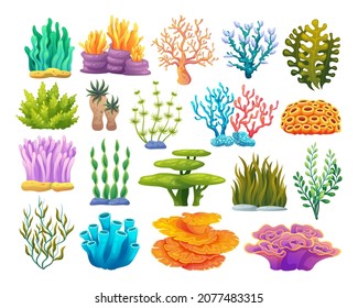 Various types of coral reefs, algae and seaweed cartoon illustration