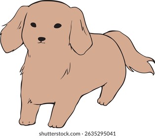 Vários tipos de cães: Dachshund