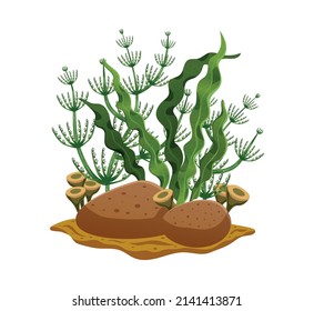 Various types of green seaweeds on sea bottom or in aquarium with brown stones flat composition vector illustration