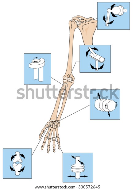 Various types of joint,\
illustrated by the joints of the upper limb from the scapular to\
the fingers.
