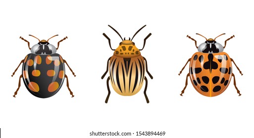 various types of ladybugs. ladybug with different types and colors. insect animals.