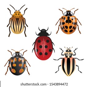 various types of ladybugs. ladybug with different types and colors. insect animals.