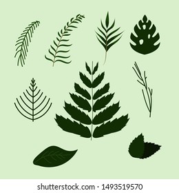 various types of leaves tropycal nature vector