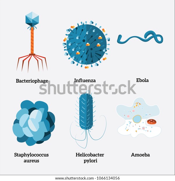 Various Types Microorganisms Viruses Bacteria Vector Stock Vector ...