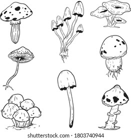 Various types of mushrooms in vector