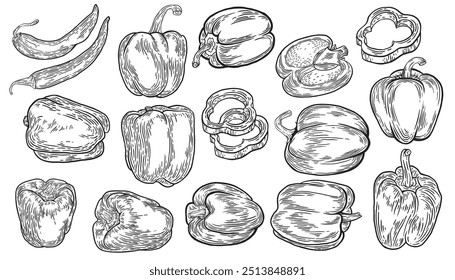 Various types of peppers hand drawn set. Bulgarian and chilli peppers. Vector illustration