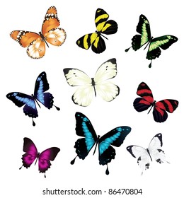 Various vector butterflies on white background