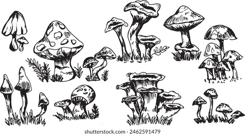 Various vector sketches of mushroom illustrations for art purposes