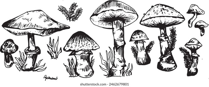 
Various vector sketches of mushroom illustrations for art purposes