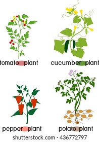 various vegetable plants