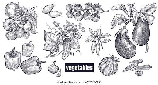 Various Vegetables Set. Tomatoes, Cucumbers, Eggplants, Peppers, Cayenne Pepper, Garlic, Okra, Cherry Tomatoes. Hand Drawing Sketch. Black And White. Vector Illustration Art. Vintage Engraving.