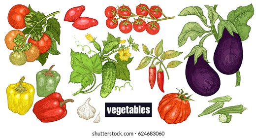 Various vegetables set. Tomatoes, cucumbers, eggplants, peppers, cayenne pepper, garlic, okra, cherry tomatoes. Hand drawing sketch. Red, green and white. Vector illustration art. Vintage engraving.