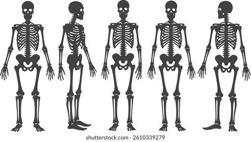Various views of a human skeleton in a medical vector illustration