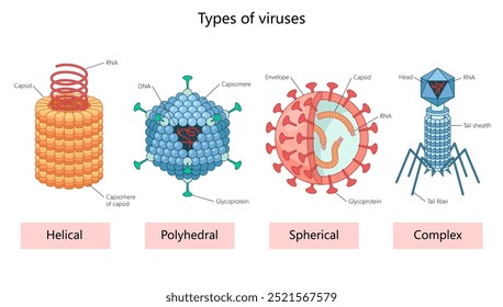 varios tipos de virus helicoidales, poliédricos, esféricos y complejos con componentes etiquetados como cápside, ARN y diagrama de Ilustración vectorial esquemática dibujada a mano. Ilustración educativa de ciencia médica