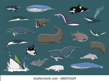 Various Whales Set Cartoon Vector Illustration