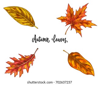 Various yellow and orange autumn leaves isolated on white background. Vector illustration