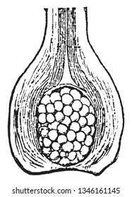 It is a vascular flowering plant in the family Ranunculaceae in the major group Angiosperms (Flowering plants), vintage line drawing or engraving illustration.