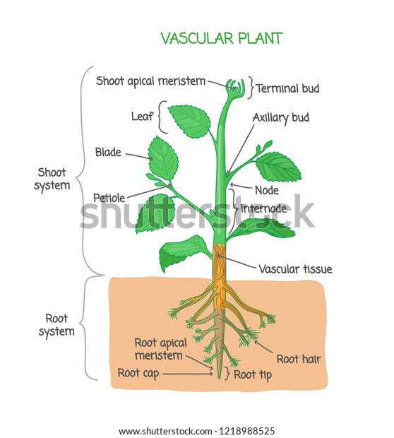 Vascular\
plant biological structure diagram with labels, vector illustration\
drawing poster, educational scheme with shoot system, root system\
and other parts as nodes, leaves, buds and\
root