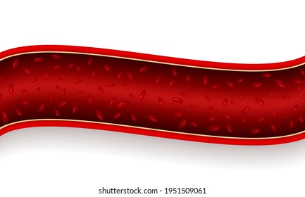Vascular section with red blood cell, on white isolated background.