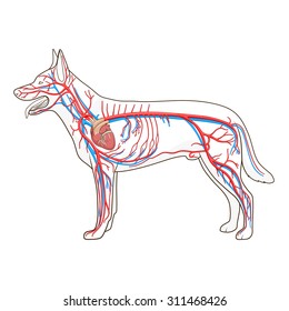 94 Circulatory System In Animals Stock Vectors, Images & Vector Art |  Shutterstock