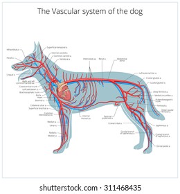 Vascular system of the dog vector illustration