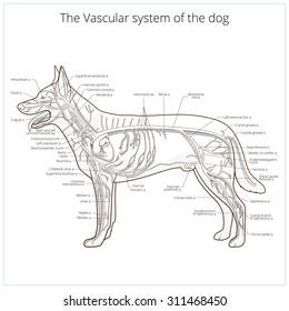 Vascular system of the dog vector illustration