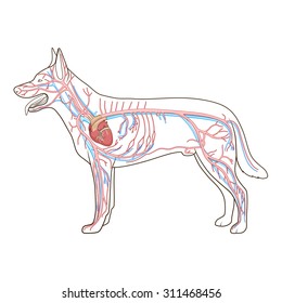 Sistema vascular de la ilustración del vector del perro