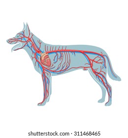 Sistema vascular de la ilustración vectorial del perro