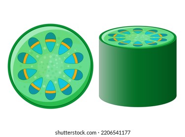 vascular tissue system of plant. xylem and phloem. Cross section of plant stem. Top view and side view. Vector illustration.