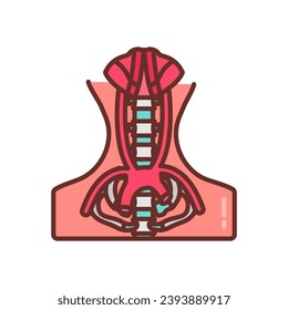 Vasculature Of Pelvis icon in vector. Logotype