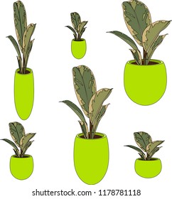 Vases with indoor flowers