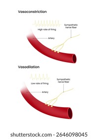 Vasoconstricción y mecanismos de vasodilatación y regulación